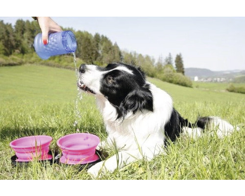 Hund liegt im Gras und wird mit Wasser aus einer Flasche getränkt, daneben stehen zwei pinke Futternäpfe