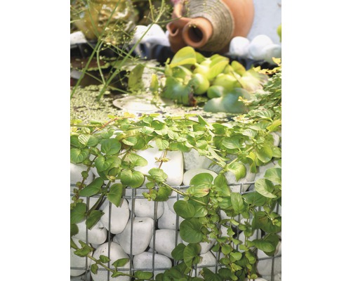 Dekorative Gartenszene mit Gabionenwand, Teichpflanzen und Terrakotta-Amphore.