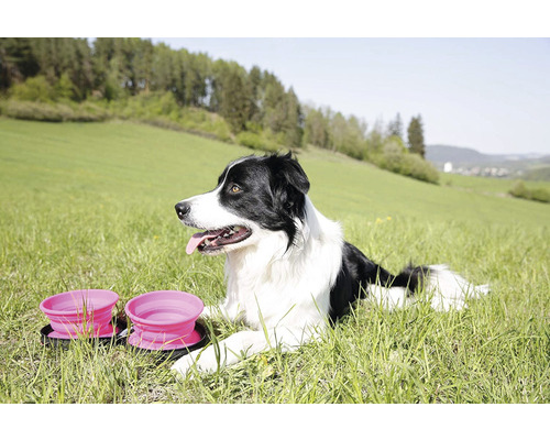 Ein Border Collie liegt neben zwei zusammenklappbaren Hundenäpfen im Gras.