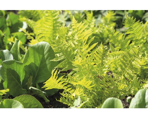 Europähischer Straussenfarn FloraSelf Matteuccia struthiopteris H 5-20 cm Co 0,5 L Nahaufnahme von Farnpflanzen im Garten
