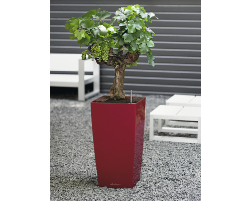 Weinrebe mit grünen Trauben im Pflanzgefäß für den Garten