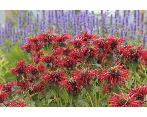 Monarde FloraSelf Monarda-Cultivars 'Cambridge Scarlet' h 10-40 cm Co 0,5 l