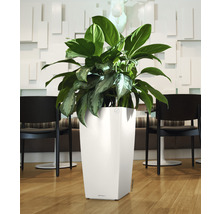 Plante d''intérieur dans un pot blanc sur le sol