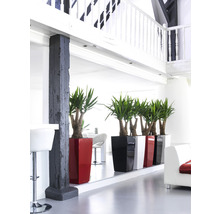 Pièce lumineuse avec plantes d''intérieur décoratives dans des bacs