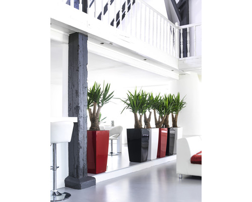 Heller Raum mit dekorativen Zimmerpflanzen in Pflanzgefäßen