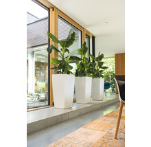 Trois plantes dans des bacs à fleurs blancs et hauts près d''une fenêtre.