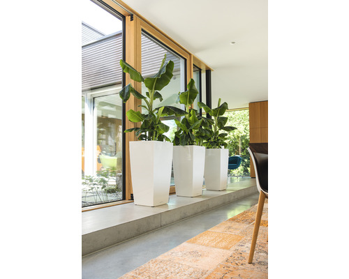 Drei Pflanzen in weißen, hohen Pflanzgefäßen stehen an einem Fenster.