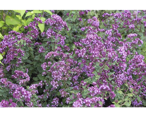 Blüten-Dost, Heidegünsel FloraSelf Origanum-Cultivars 'Rosen Kuppel' H 5-20 cm Co 0,5 L Blühender Oregano im Gartenbeet