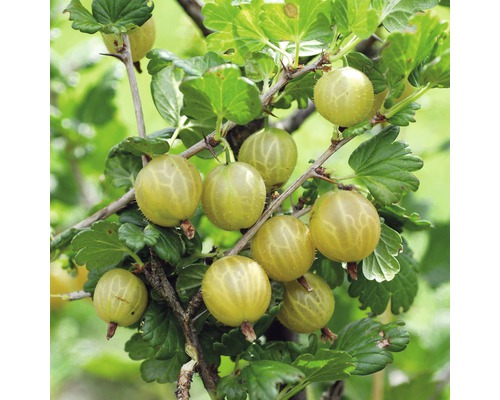 Bio Gelbe Stachelbeere FloraSelf Bio Ribes uva-crispa 'Hinnonmäki gelb' H ca. 140 cm Co 5 L Busch