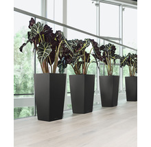 Rangée de pots de fleurs noirs avec plantes d''intérieur devant une fenêtre