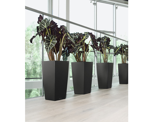 Rangée de pots de fleurs noirs avec plantes d''intérieur devant une fenêtre