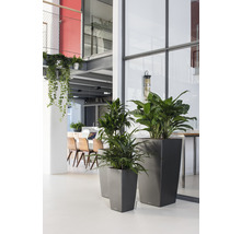 Intérieur avec plantes en pots