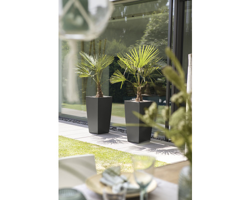 Deux palmiers dans des pots de fleurs sur une terrasse