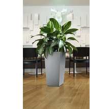 Plante dans un pot de fleurs carré gris à l''intérieur.