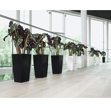 Rangée de plantes d''intérieur dans des pots noirs et blancs devant une grande fenêtre