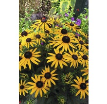 Sonnenhut FloraSelf Rudbeckia fulgida 'Goldsturm' H 5-70 cm Co 0,5 L-thumb-1