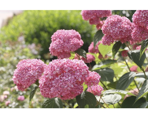 Hortensia arborescent 'Pink Annabelle' FloraSelf Hydrangea arborescens 'Pink Annabelle' h 15-30 cm Co 3 l