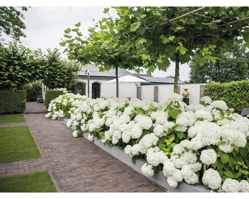 Hortensia arborescent 'Strong Annabelle' FloraSelf Hydrangea arborescens 'Strong Annabelle' h 15-30 cm Co 3 l