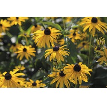 Sonnenhut FloraSelf Rudbeckia fulgida 'Goldsturm' H 5-70 cm Co 0,5 L-thumb-2