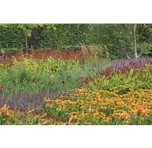 Sonnenhut FloraSelf Rudbeckia fulgida 'Goldsturm' H 5-70 cm Co 0,5 L-thumb-0