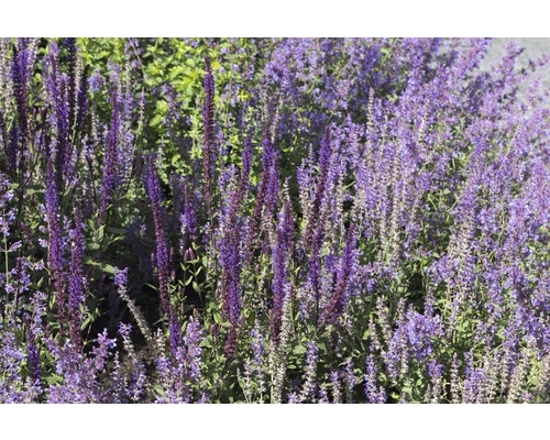 Sauge des bois FloraSelf Salvia nemorosa 'Cardonna' h 5-20 cm Co 0,5 l