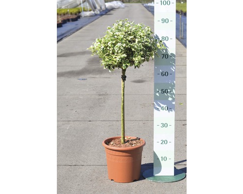 Weißbunte Kriechspindel Stämmchen FloraSelf Euonymus fortunei 'Emerald Gaiety' Halbstamm 40 cm H 60-80 cm Co 6 L-0