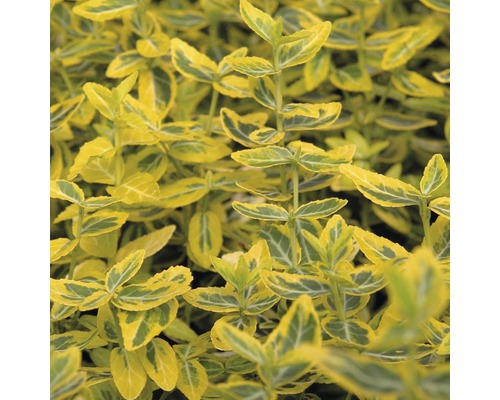 Fusain de Fortune jaune multicolore arbuste FloraSelf Euonymus fortunei 'Emerald'n Gold' demi-tige 40 cm h 60-80 cm Co 6 l