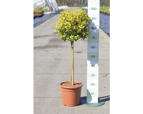 Im Bild ist ein Liguster-Kugelbaum im Topf zu sehen.