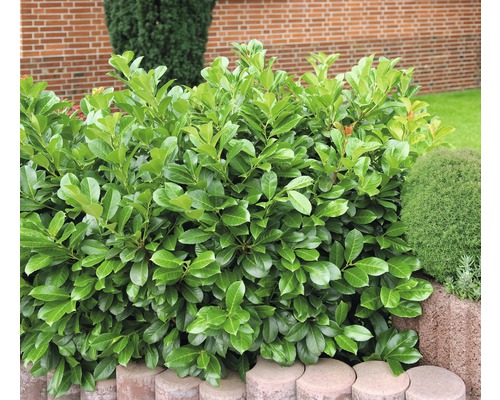 Kirschlorbeerhecke im Garten