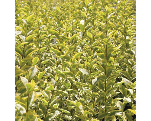 lonicera honeysuckle plant *RETAIL
