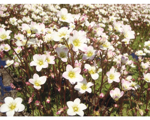 Saxifrage moussu FloraSelf Saxifraga arendsii 'Schneeteppich' h 5-15 cm Co 0,5 l Saxifrage formant un tapis avec de petites fleurs blanches