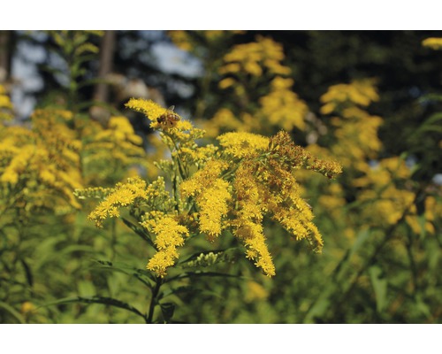 Verge d'or Solidago-Cultivars 'Srahlenkrone' h 5-80 cm Co 0,5 l (6 pièces)