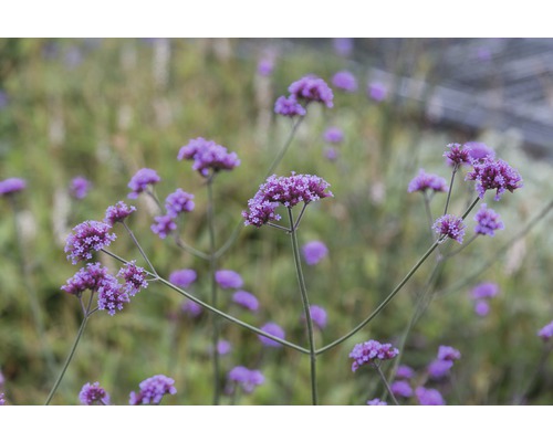 Verbénas fleuries dans le jardin.