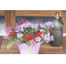 Mini-pétunia Trio et diff. sortes FloraSelf pot Ø 23 cm assorti