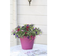 Mini-pétunia Trio et diff. sortes FloraSelf pot Ø 23 cm assorti