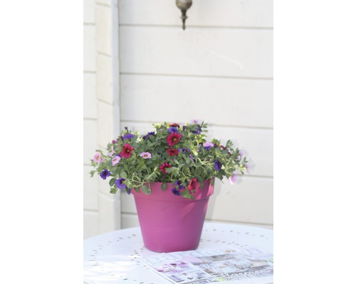 Pot de fleurs avec des fleurs verticales sur une table