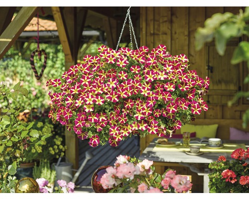 Pétunia retombant à fleurs rouge et jaune dans une scène de jardin