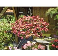 Pétunias retombants dans un arrangement de suspension florale dans le jardin