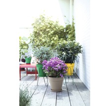 Balkonszene mit bepflanzten Blumentöpfen auf Metallständern