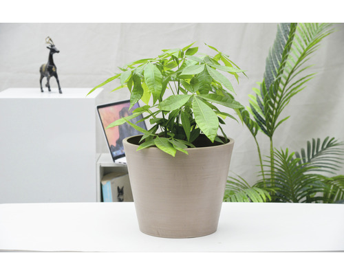 Geldbaum im Topf auf einem Schreibtisch