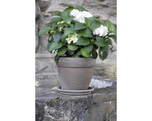 Hortensie mit weißen Blüten im Topf