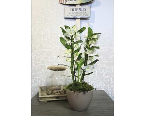 Orchidée décorative en pot sur une table