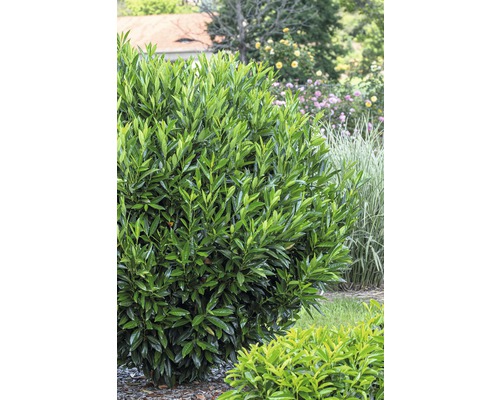 Kirschlorbeer FloraSelf Prunus laurocerasus 'Renault Ace' H 80-100 cm Co 18 L Im Bild ist ein Kirschlorbeerstrauch im Garten zu sehen.