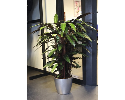 Plante en pot sur le sol