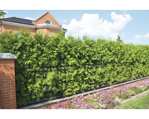 Haie de protection visuelle dans le jardin avec des fleurs ornementales devant une maison d''habitation