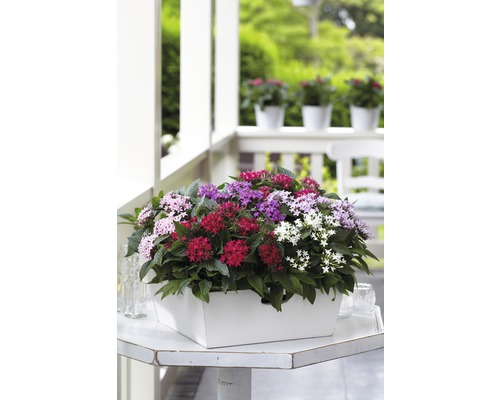 Plantes Pentas dans un bac à fleurs blanc sur une table