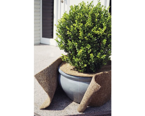 Arbre boule en pot avec protection hivernale