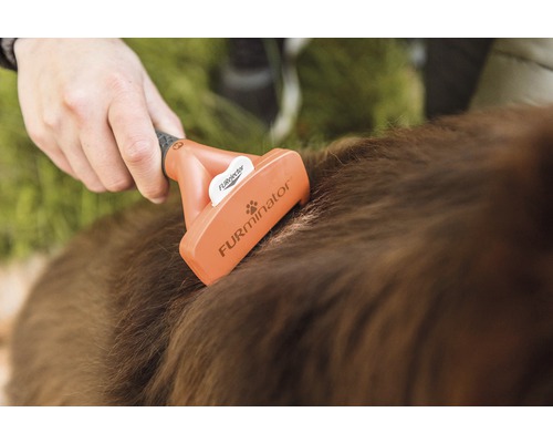 Une personne brosse le pelage d''un chien avec une brosse pour animaux.