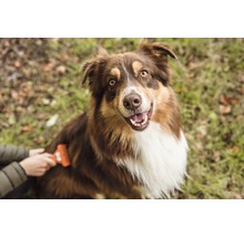 Peigne FURminator chien deShedding M poils longs