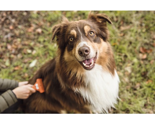Un chien brun est brossé avec une brosse